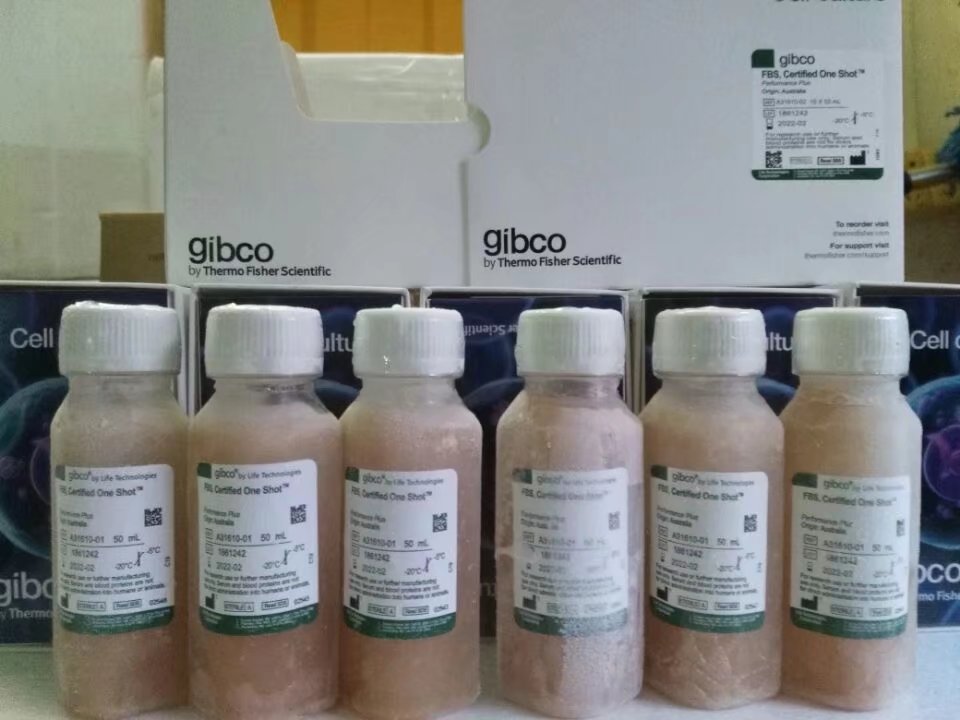 GIBCO澳洲胎牛血清A31610-02 10x50mL